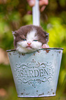 British shorthair kitten in flowerpot