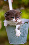 British shorthair kitten in flowerpot