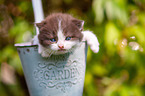 British shorthair kitten in flowerpot