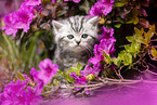 British shorthair kitten between flowers