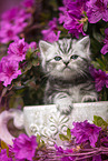 British shorthair kitten between flowers