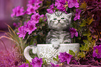 British shorthair kitten between flowers