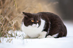 British Shorthair in winter