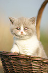British Shorthair Kitten in the basket