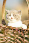 British Shorthair Kitten in the basket