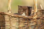 British Shorthair Kitten in the basket