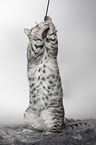 British Shorthait tomcat