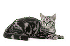 female British Shorthair