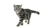 female British Shorthair