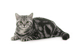 female British Shorthair