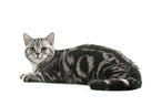 female British Shorthair