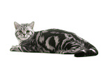 female British Shorthair