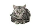 female British Shorthair