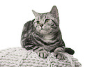 female British Shorthair