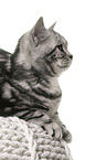 female British Shorthair