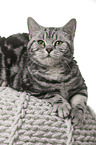 female British Shorthair