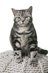 female British Shorthair