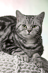 female British Shorthair