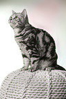 female British Shorthair