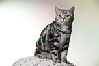 female British Shorthair