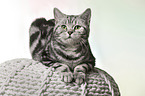 female British Shorthair