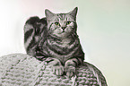 female British Shorthair