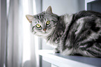 British Shorthair cat