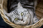 British Shorthair portrait