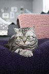lying British Shorthair