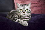 lying British Shorthair