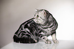 sitting British Shorthair
