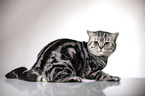 sitting British Shorthair