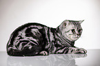 lying British Shorthair