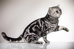 sitting British Shorthair