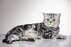 lying British Shorthair