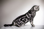 sitting British Shorthair