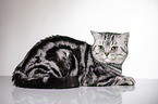 lying British Shorthair