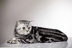 lying British Shorthair