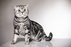 sitting British Shorthair
