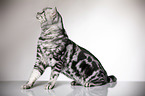 sitting British Shorthair
