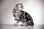 sitting British Shorthair