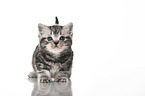 standing British Shorthair Kitten