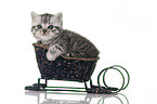 British Shorthair in the sledge