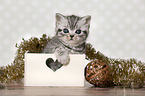 British Shorthair Kitten