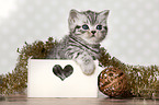 British Shorthair Kitten