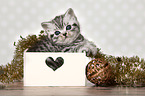 British Shorthair Kitten
