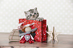British Shorthair Kitten