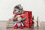 British Shorthair Kitten