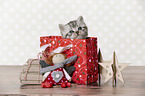 British Shorthair portrait