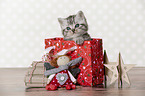 British Shorthair Kitten